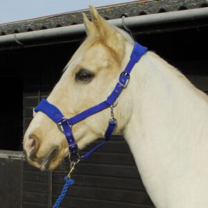 Rhinegold Comfort Headcollar And Lead Rope Set