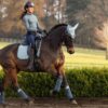 LeMieux Suede Dressage Square in Glacier - view 4