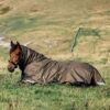 LeMieux Arika Ripstop 100g Turnout Rug in Alpine - view 3