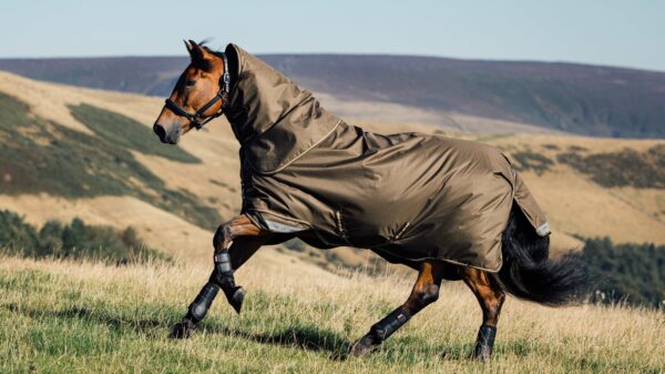 LeMieux Arika Ripstop 0g Turnout Rug in Alpine - view 1