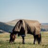 LeMieux Arika Ripstop 0g Turnout Rug in Alpine - view 3