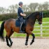 LeMieux Suede Dressage Square in Navy - view 1