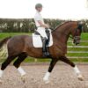 LeMieux Suede Dressage Square in White - view 1