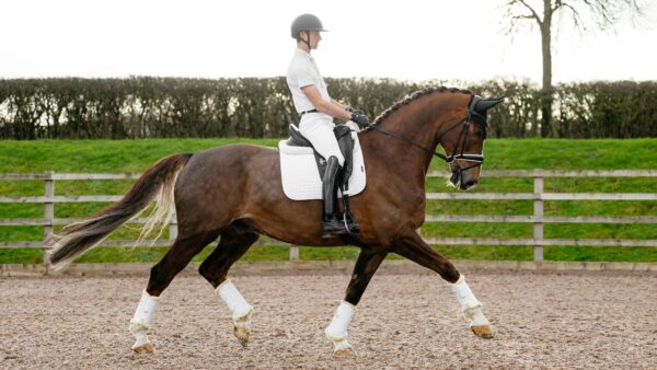 LeMieux Suede Dressage Square in White - view 1