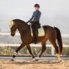 LeMieux Suede Dressage Square in Macaron - view 3