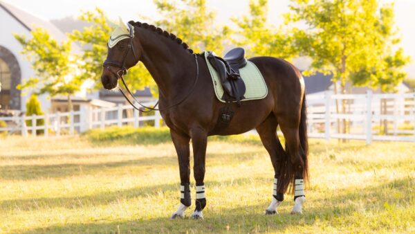 LeMieux Suede Dressage Square in Macaron - view 1