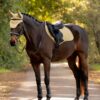 LeMieux Essence Close Contact Square in Pear - view 2