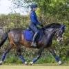 LeMieux Suede Dressage Square in Ink Blue - view 4