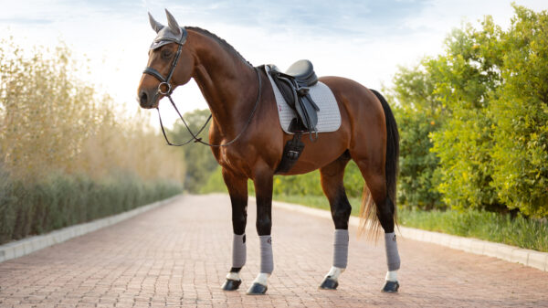 LeMieux Suede Dressage Square in Grey - view 4