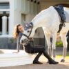 LeMieux Suede Dressage Square in Grey - view 1